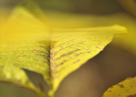 autumn