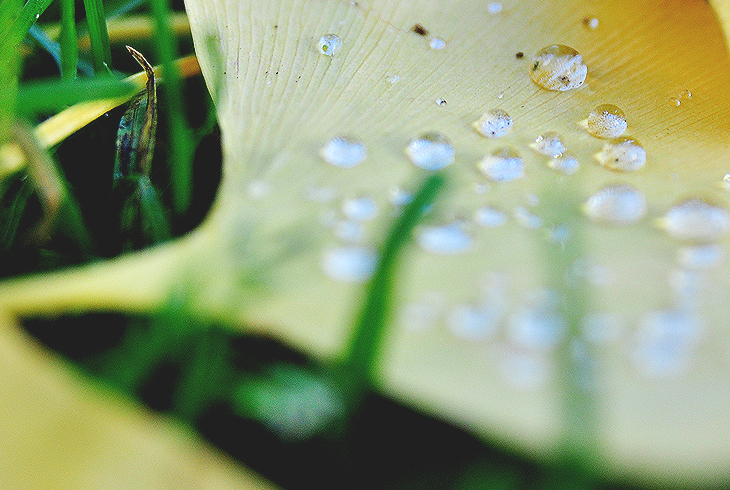drop
