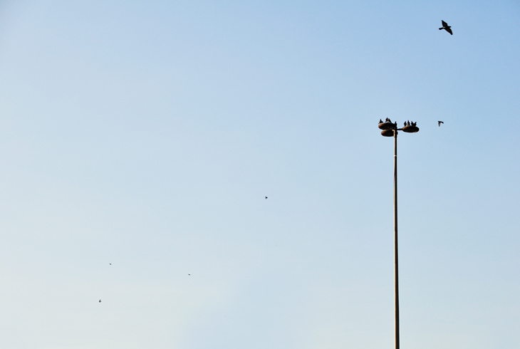 fly