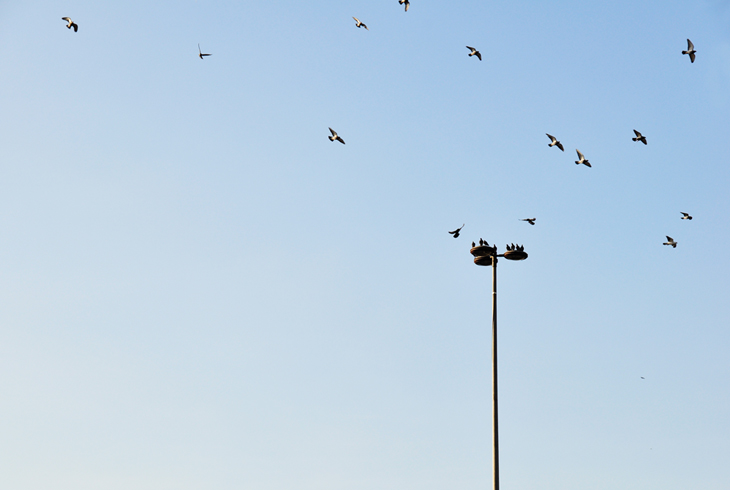 fly