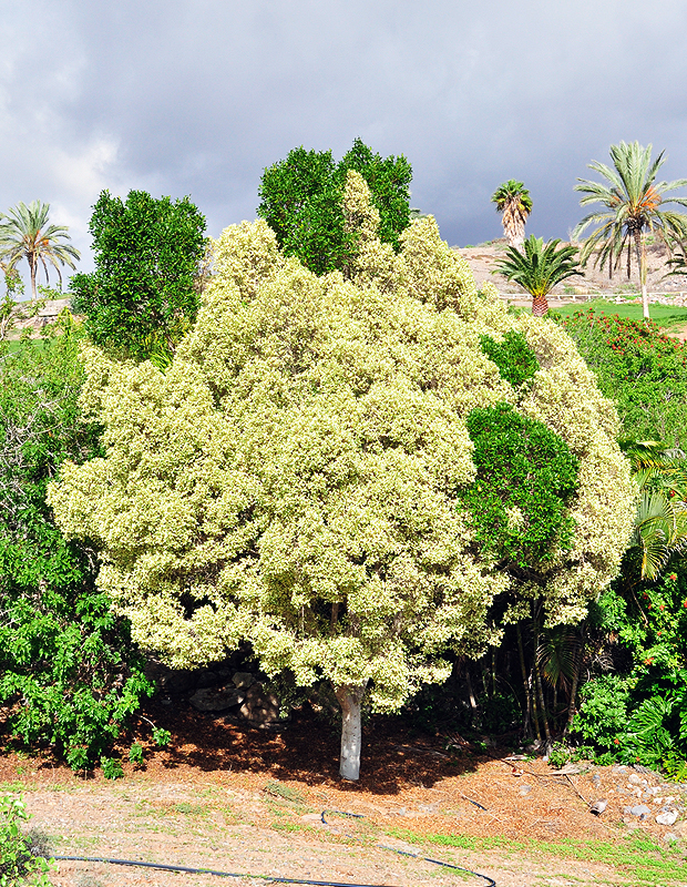 Gran Canaria