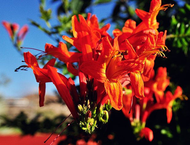 Gran Canaria