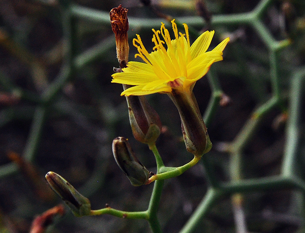 Gran Canaria