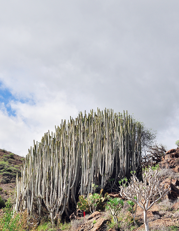 Gran Canaria