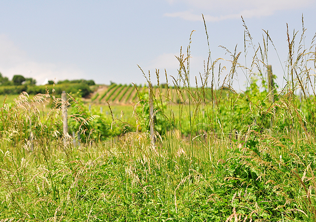 Weinberge