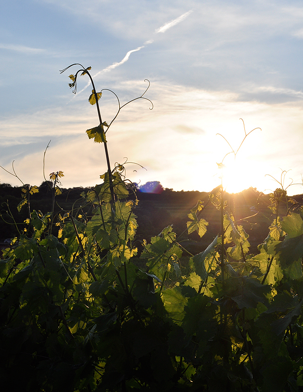 Weinberge