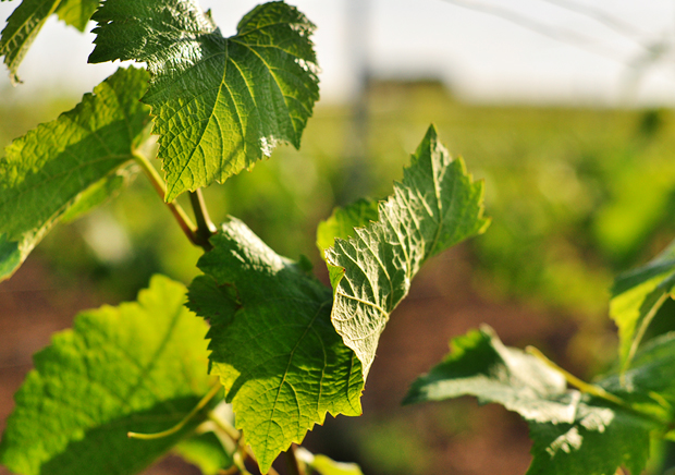 Weinberge