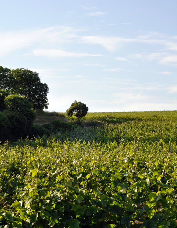 Weinberge